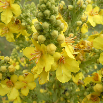 Organic Mullein Leaf - Dried Herbal Verbascum Thapsis