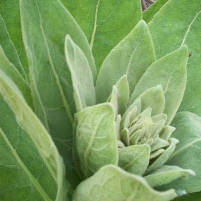 Organic Mullein Leaf - Dried Herbal Verbascum Thapsis